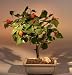 Bonsai Boy's Flowering Dwarf Hibiscus - Medium<br><i>(malvaviscus arboreus)<i>