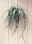 Hirt's Mistletoe Christmas Cactus Hanging Basket - Rhipsalis