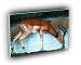 deer just a sip impala A2 Large Canvas