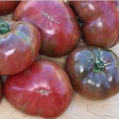 Gewinner vieler Preise in den USA - hervorragender Geschmack - dunkle Tomate - Carbon - 10 Samen