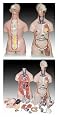 Scientific Anatomical Model : 85cm Unisex Torso Model - 23 Dissectible Parts