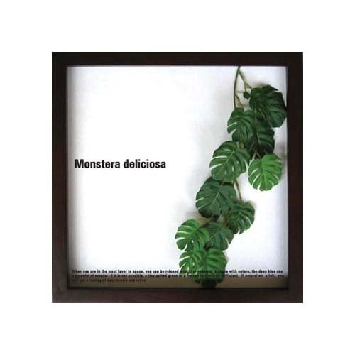 《リーフパネル》Monstera deliciosa(モンステラ デリシオサ)