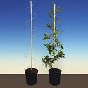 Spiraclimb 3 climbing plant supports