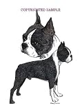 Boston Terrier - Double Image by Cindy Farmer