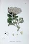 Botany Plants C1902 Common Elder Sambucus Nigra