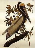 Brown Pelican Poster Print