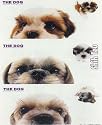 THE DOG Artlist - Peek-a-boo Shih Tzu Stickers