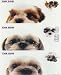 THE DOG Artlist - Peek-a-boo Shih Tzu Stickers