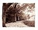 Queen Elizabeth Park by Dick and Diane Stefanich. Size 8.88 inches width by 6.58 inch...