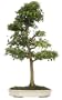 Brussel's Trident Maple Specimen Tree