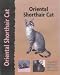 oriental shorthair - Oriental Shorthair Cat (Pet Love)