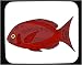 Mouse Pad with bream, sea, red, fish