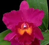 Blc Jeremy Island x Slc Circle of Life 'Lone Jack'