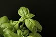 Photographic Print, Basil Plant 2 Dimensions 8"x6"