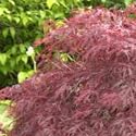 Japanese Maple "Small Leaf - 20 Seed - Acer palmatum