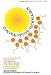 Contraceptive Technology 17th Rev Edn
