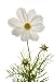 Cosmos Bipinnatus - 60