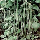 Usha Yard-long beans seed packet