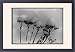 Framed Prints of Sedum Spectabile (Ice Plant) in the snow from Mary Evans