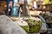 Hummingbird Glass Straws 9 in x 9.5 mm Green Frog Classic Comfort Size Straw With Cleaning Brush