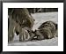 The Alpha Male Gray Wolf, Canis Lupus, Dominates the Omega Wolf Collections Framed Photographic Poster Print by Jim And Jamie Dutcher, 31x25