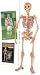 Hugh the Human Skeleton Kit