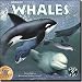Software : World of Whales
