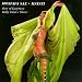 Hayati: The Best of Egyptian Belly Dance Music