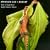 Hayati: The Best of Egyptian Belly Dance Music