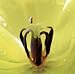 Krone by Ingrid Russell. ART PRINT Canvas Rolled.. 19.75 inches width by 19.75 inches height. Highest Quality Art Poster Print