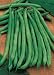 Blue Lake Bush Bean - 100+ Seeds - PLUS PACK SAVINGS