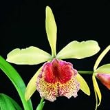 Blc. Keowee 