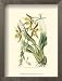 Elegant Orchid IV Framed Art Poster Print by Sydenham Teast Edwards, 11x14