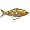 Gold/Black Back/Orange Belly