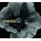 "POP MAGIC" IN KOREA �yLOVEHOLIC�z