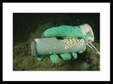 Underwater view of a U.S. Navy flashlight held within a divers glove. Sports Framed Art Poster Print by Brian J. Skerry, 29x21 Image