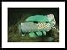 Underwater view of a U.S. Navy flashlight held within a divers glove. Photography Framed Art Poster Print by Brian J. Skerry, 29x21 Image