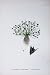 Botany Plants C1902 Toad Rush Juncus Bufonius Colour