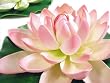 Artifical Flora Lotus - Flower 4pcs