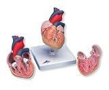 3B Scientific Classic Student-Size Heart