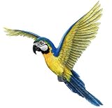 Walls of the Wild Macaw