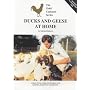Ducks and Geese at Home (The gold cockerel series)