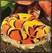 Corn Snake 52" Plush Snake