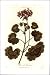 Art Poster Print - Horse-Shoe Germanium - Artist: D Thornton - Poster Size: 18 X 24 i...