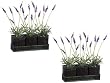 TWO 14" Lavender in Tin Planter X3 W/tray Lavender