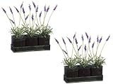 TWO 14" Lavender in Tin Planter X3 W/tray Lavender
