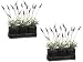 TWO 14" Lavender in Tin Planter X3 W/tray Lavender