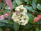 Review Longacres  / Photinia Red Robin 10L