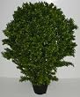 38" INDOOR / OUTDOOR Deluxe Basil Leaf Plant