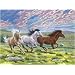 Senior Paint By Number Set Gallop Horse